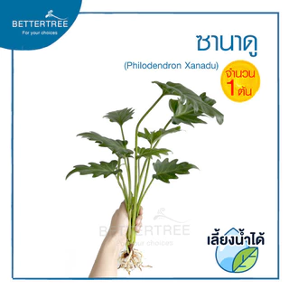 ซานาดู (จำนวน 1 ต้น)สามารถเลี้ยงน้ำได้ Philodendron ไม้ฟอกอากาศ