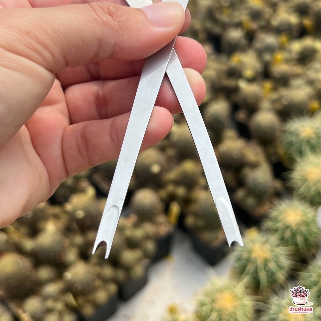 เซตมีดคว้านตอ แยกหน่อ ตัดแต่ง แคคตัส กระบองเพชร ไม้อวบน้ำ cactus&succulent - รูปที่ 5