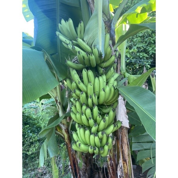 หน่อกล้วยหอมคาเวนดิช พร้อมปลูก เครือยาวหวีใหญ่ ส่งแบบตัดใบ การันตี พันธุ์แท้