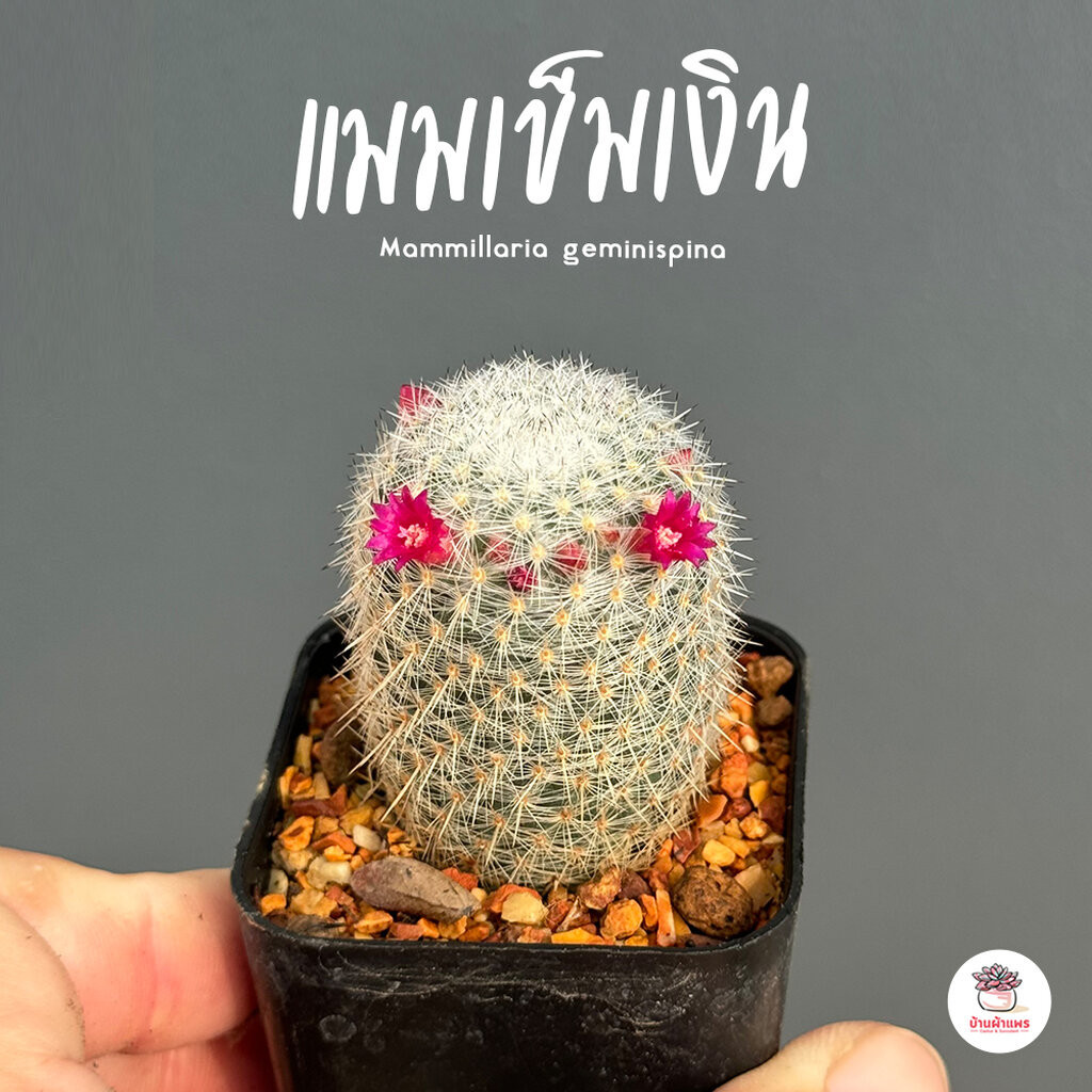 แมมเข็มเงิน #กระถาง2นิ้ว Mammillaria geminispina แคคตัส กระบองเพชร cactus&succulent