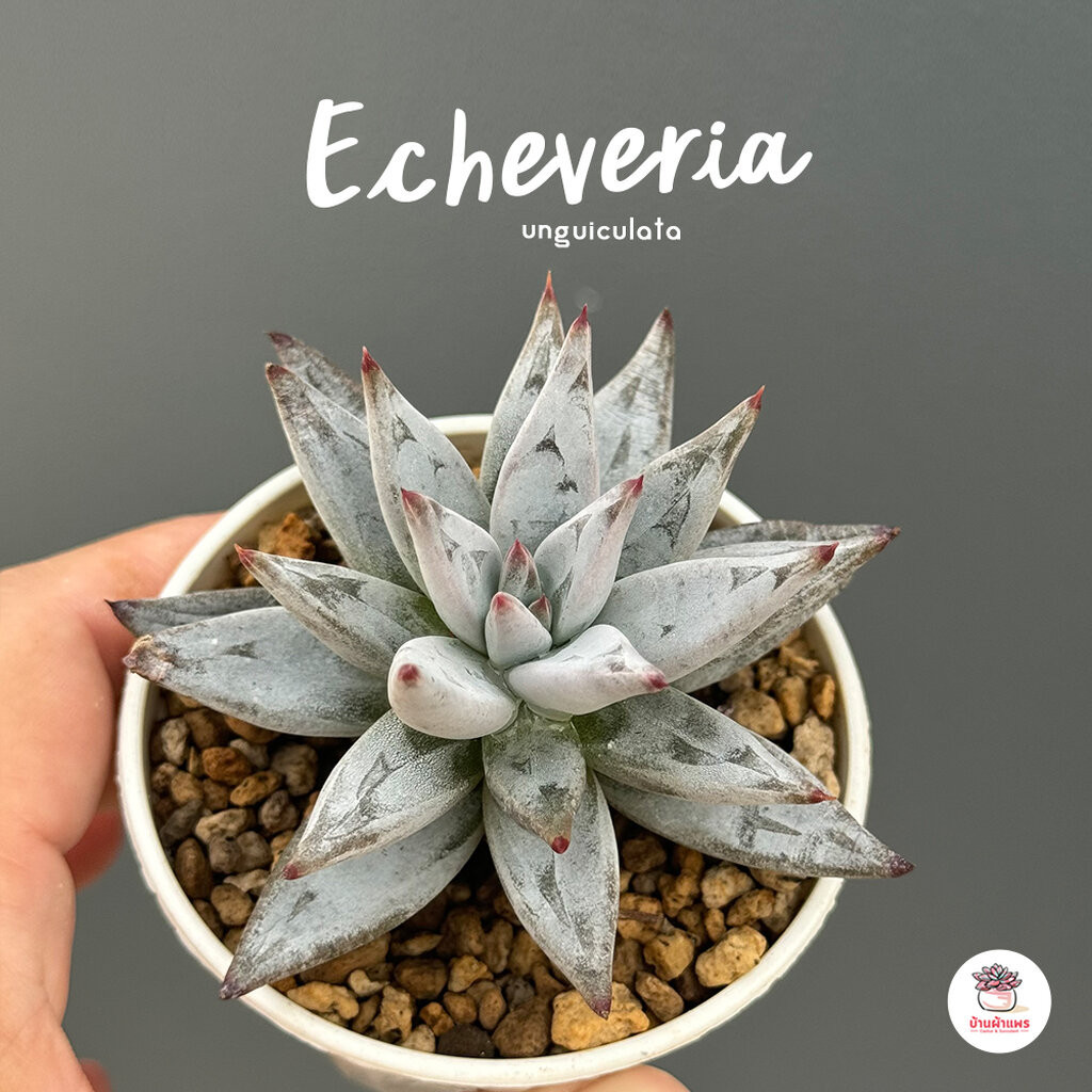 Echeveria unguiculata ไม้อวบน้ำ กุหลาบหิน cactus&succulentหลากหลายสายพันธุ์