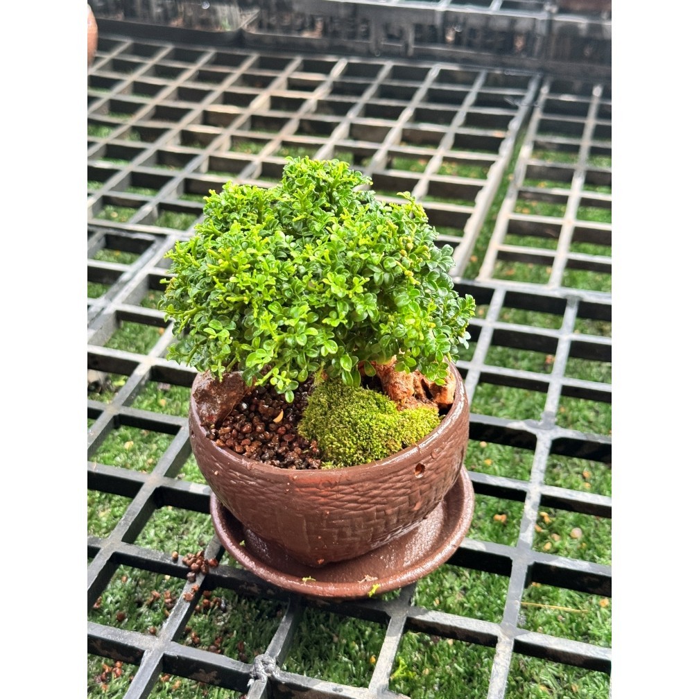 มุมมอง 5