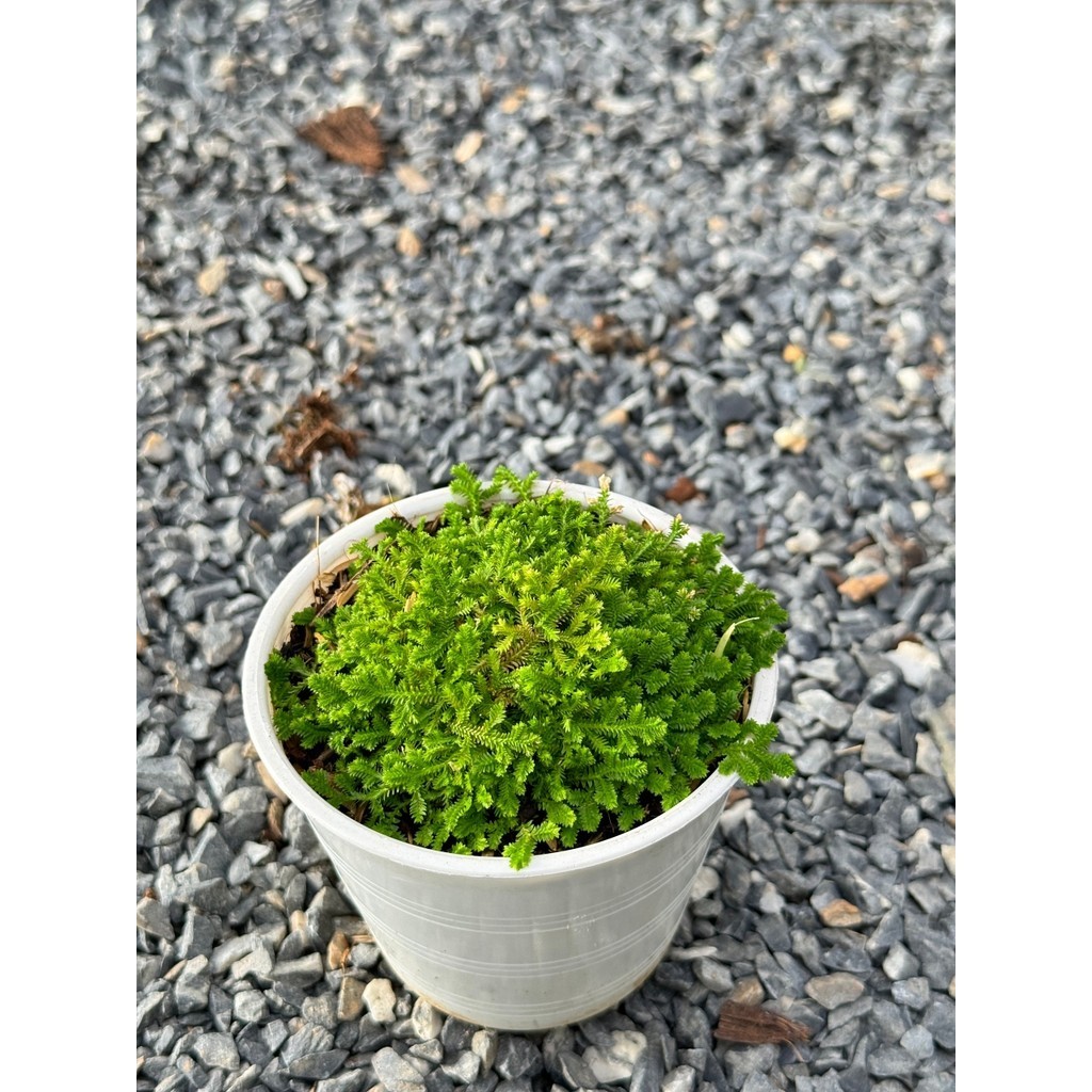 มุมมอง 2