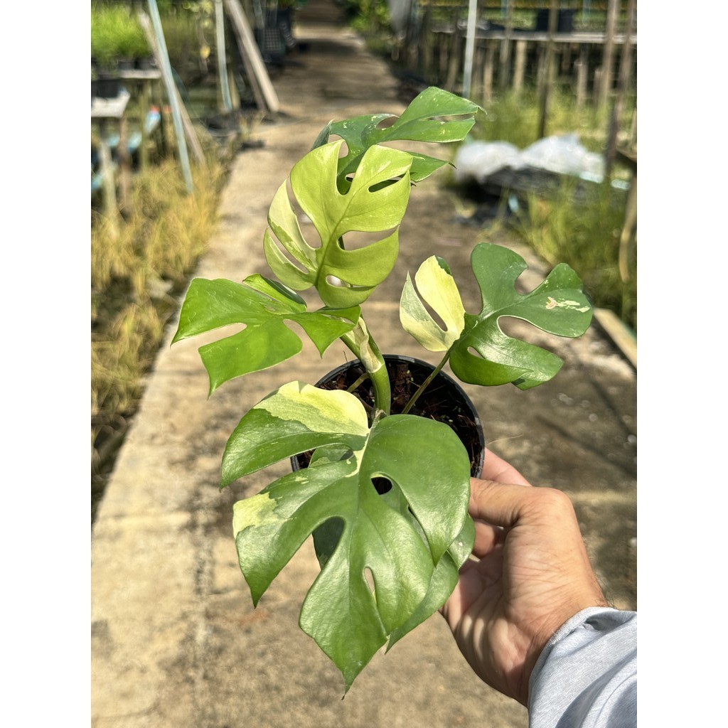 มุมมอง 2