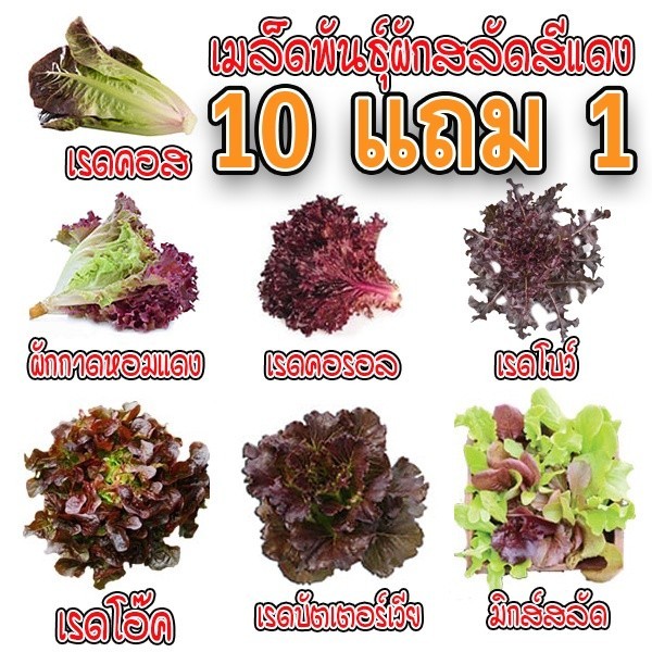 เมล็ดพันธุ์ ผักสลัดสีแดง เมล็ดสลัดใบสีแดง 100-200 เมล็ด มีคู่มือการปลูก ถูกสุด 9 บาท [ซื้อ 10 แถม 1คละได้]