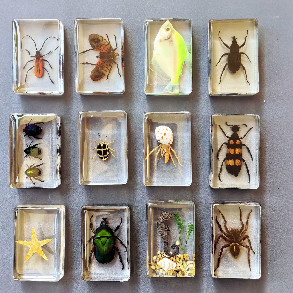 Educational Specimen High Permeability Resin Insect Ornaments Real Scorpion Spider Permanent Preservation Children's Biological Teaching Aids Scientific Observation LKPO