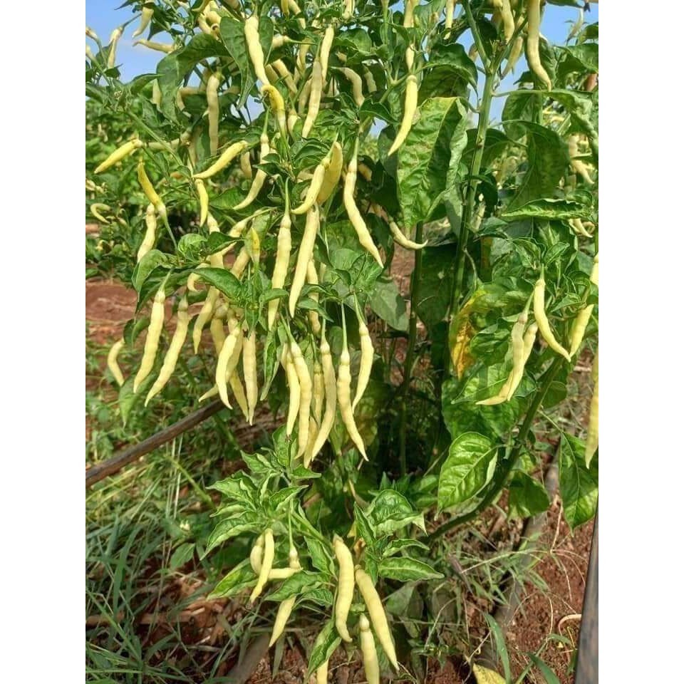 ปุ๋ยยารามีร่า​ 25-7-7 แบ่งขาย 1,5 เร่งใบ เร่งแตกยอด เร่งราก โตเร็ว รากแข็งแรง เหมาะกับพืชผัก ตราปุ๋ยเรือใบ ปุ๋ยเคมี - รูปที่ 4