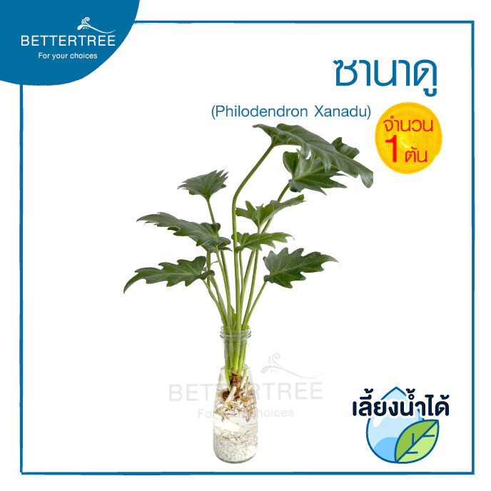 ซานาดู (จำนวน 1 ต้น)สามารถเลี้ยงน้ำได้ Philodendron ไม้ฟอกอากาศ