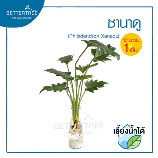 ซานาดู (จำนวน 1 ต้น)สามารถเลี้ยงน้ำได้ Philodendron ไม้ฟอกอากาศ