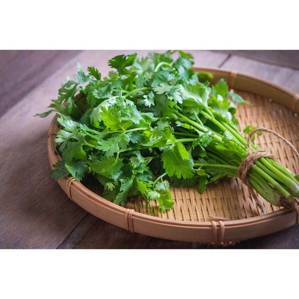 เมล็ดผักชี 5-10 กรัม คัดพิเศษ มีคู่มือปลูก[ซื้อ10 เเถม 1 คละได้]