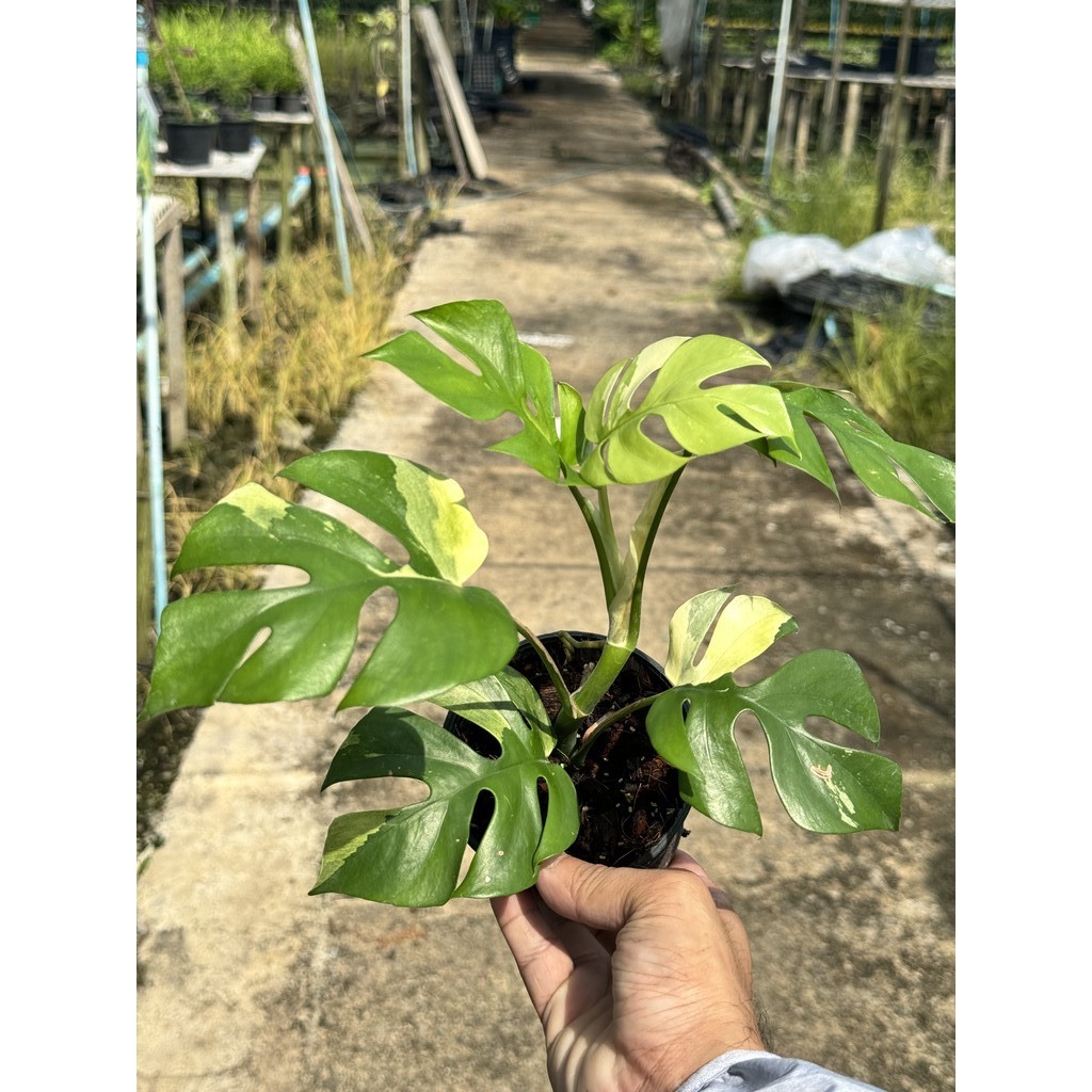 มุมมอง 5