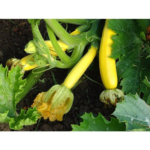 เมล็ดพันธุ์ ซูกินีสีทอง yellow zucchini  ซูกินี เหลือง เมล็ดนำเข้า 4-30 เมล็ด (ซื้อ 10 เเถม 1 คละได้) - รูปที่ 3