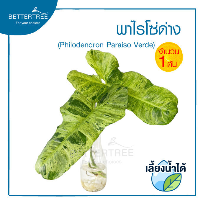 พาไรโซ่ด่าง(จำนวน 1 ต้น) Philodendron Paraiso  เลี้ยงน้ำได้ ไม้น้ำ ต้นไม้