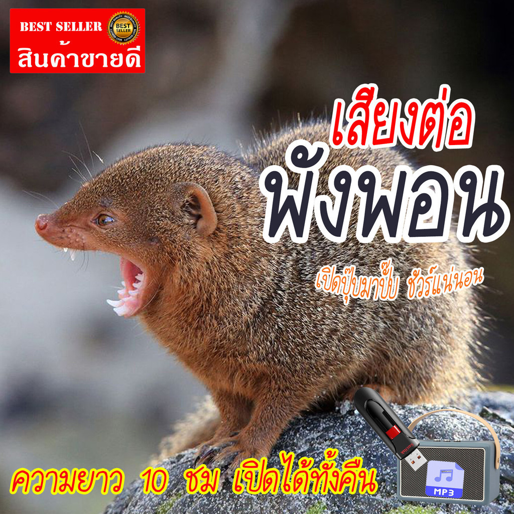 เสียงต่อพังพอน แฟลชไดร์ฟ USB ความยาว 10 ชม. เปิดถึงเช้า เสียงพังพอน เสียงดังฟังชัด เสียงดังฟังชัด100% RD78