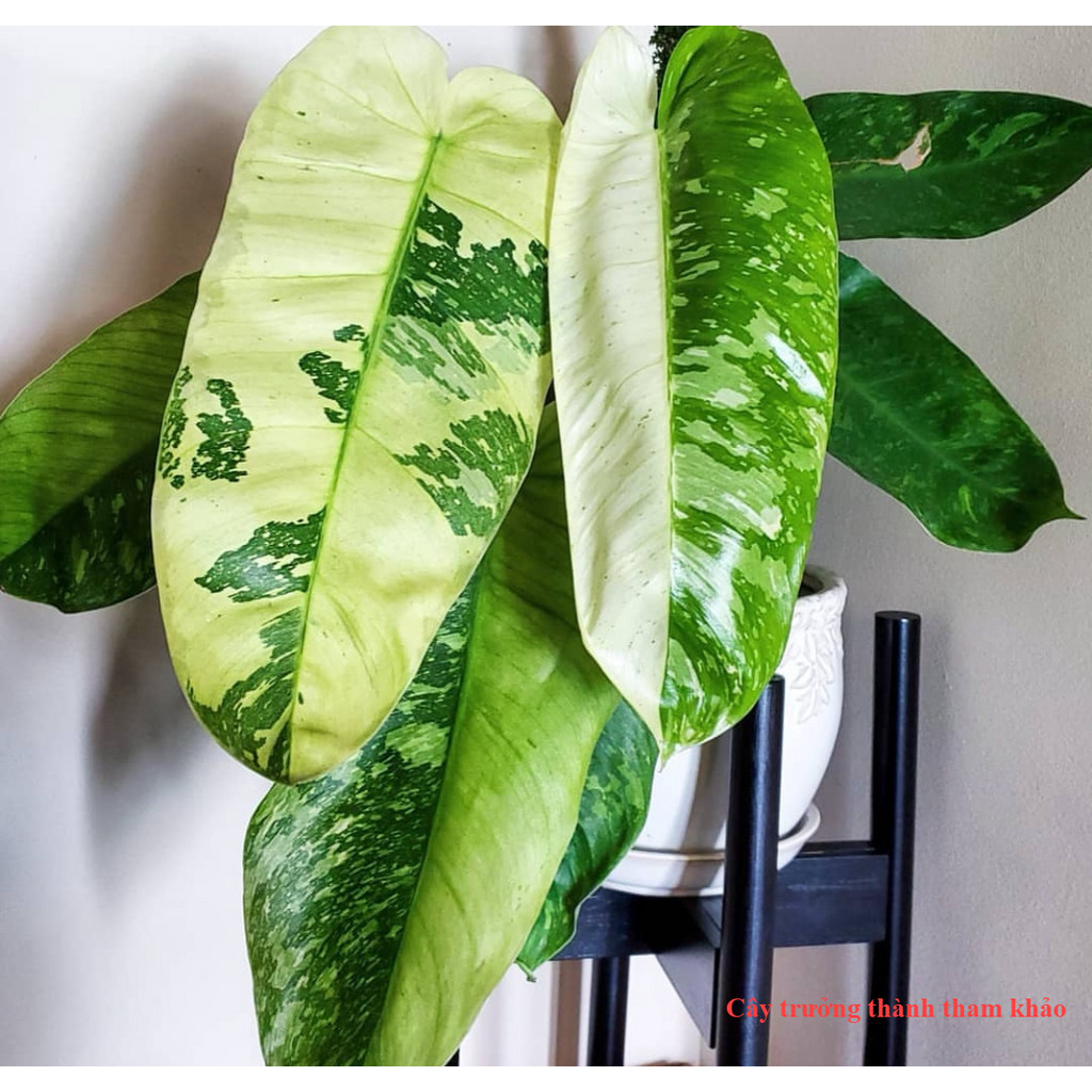 ขนาดมินิ Philodendron Jose Buono - ใบไม้ประดับ