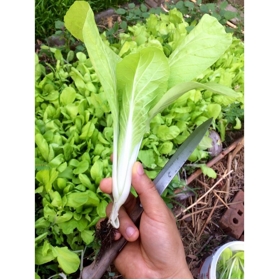 เมล็ดพันธุ์ ผักผักกาดขาวน้อย คัดพิเศษ 1000 เมล็ด มีคู่มือปลูก [10 แถม 1 คละได้]