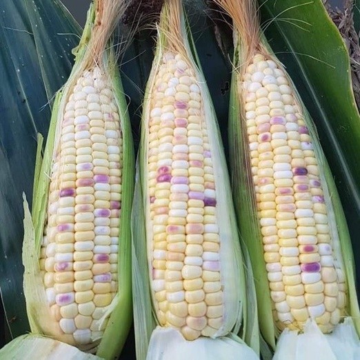 เมล็ดพันธุ์ ข้าวโพดข้าวเหนียวหวาน พลอย 3 สี 20-50 เมล็ด มีคู่มือปลูก [ 10 แถม 1 คละได้]