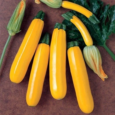 เมล็ดพันธุ์ ซูกินีสีทอง yellow zucchini  ซูกินี เหลือง เมล็ดนำเข้า 4-30 เมล็ด (ซื้อ 10 เเถม 1 คละได้)