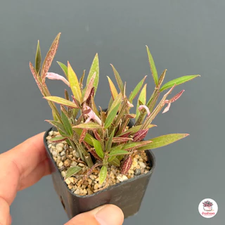 Euphorbia neorubella (Red Monadenium) กระถาง 2 นิ้ว ไม้อวบน้ำ กุหลาบหิน cactus&succulentหลากหลายสายพันธุ์