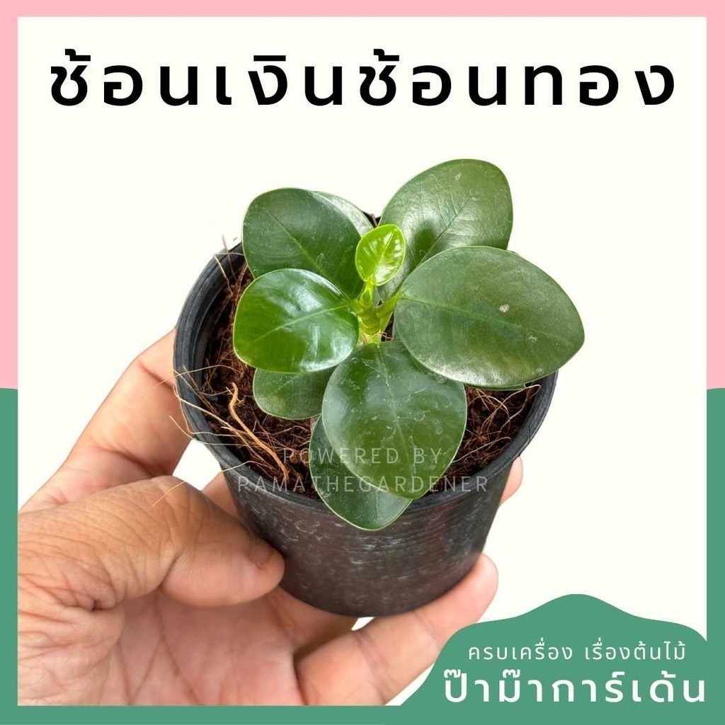 ช้อนเงินช้อนทอง กระถาง 3 นิ้ว