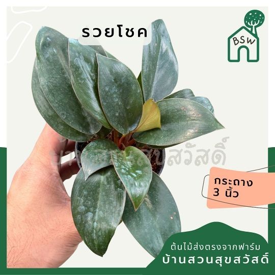 รวยโชค ส่งพร้อมกระถาง 3 นิ้ว