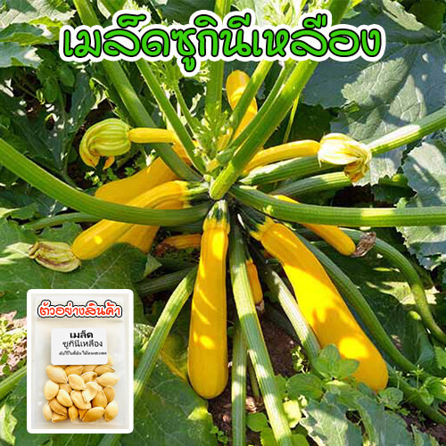 ซูกินีเหลือง เมล็ดพันธุ์สีทอง zucchini yellow บรรจุ 4-10 เมล็ด [10 เเถม 1 คละได้]