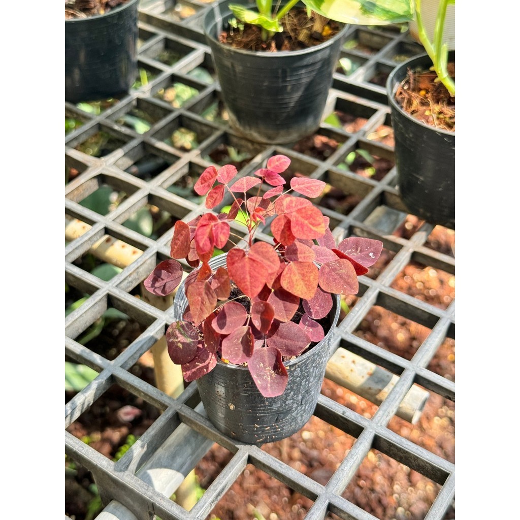 มุมมอง 3