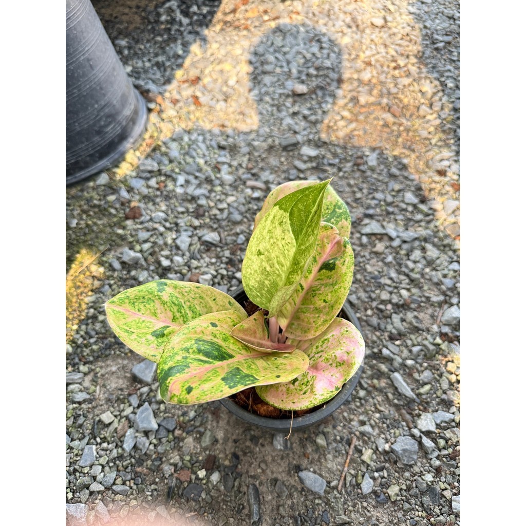 มุมมอง 4