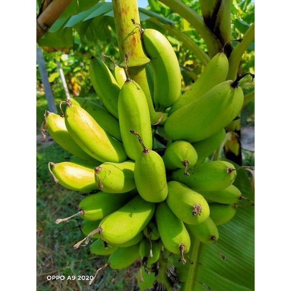 กล้วยไข่เกษตร2 ขุดหน่อสด พร้อมลงปลูก รับประกันสายพันธุ์