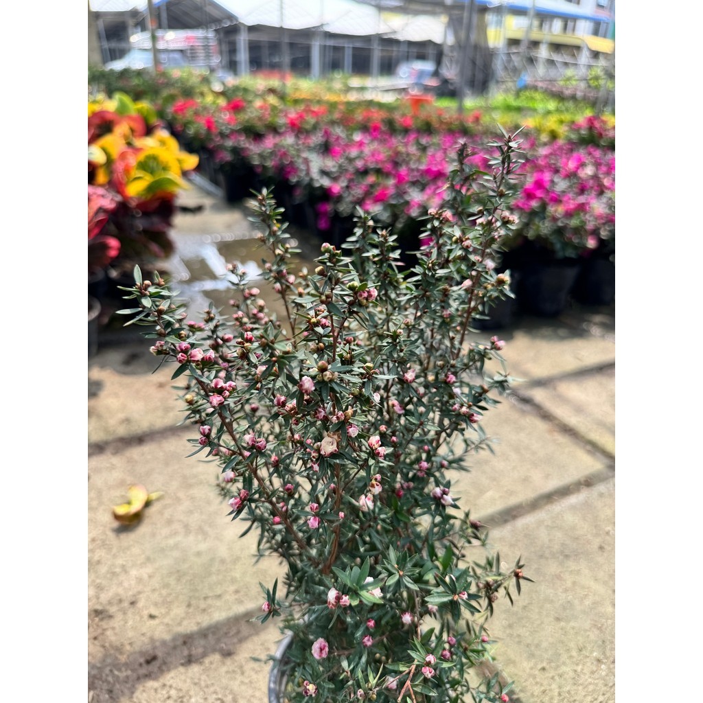 มุมมอง 6