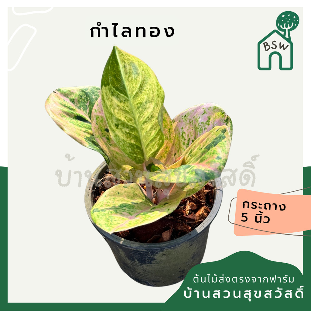 อโกลนีม่า กำไลทอง กระถาง 5 นิ้ว
