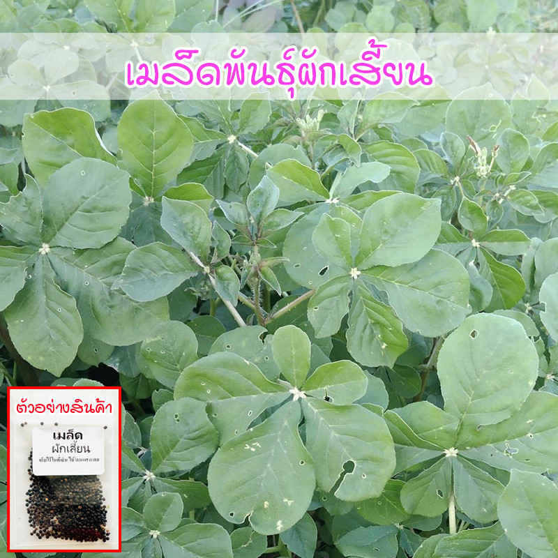 ผักเสี้ยน เมล็ดพันธุ์ ปลูกง่าย โตไว ทนแล้ง 300-1000 เมล็ด  [ซื้อ 10 แถม 1 คละได้ ]