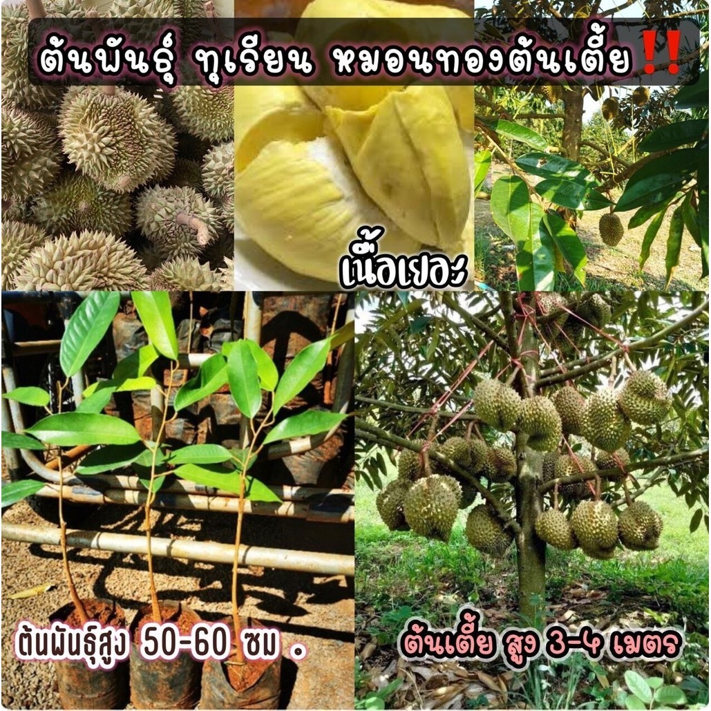 ต้นทุเรียนหมอนทองต้นเตี้ย ต้นพันธุ์แท้จากจันทบุรี  จัดส่งเป็นต้นเสียบยอด ต้นสูง50-60 ซม.ปลูก 3 ปีติดดอก  ลำต้นสูง 3 เมตร