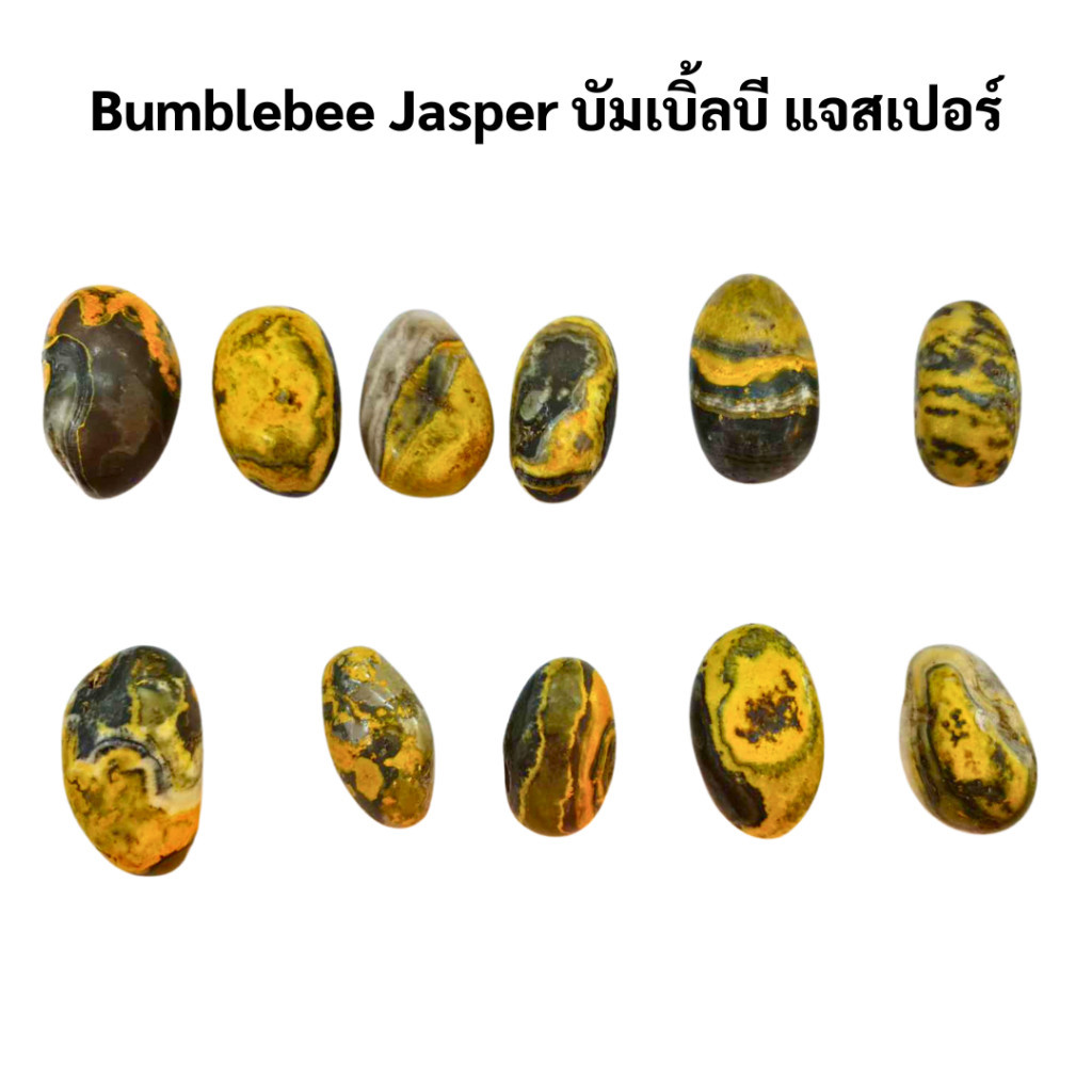 Bumblebee Jasper  บัมเบิ้ลบีแจสเปอร์ จากอินโดนีเซีย  (สินค้ามีพร้อมส่ง)