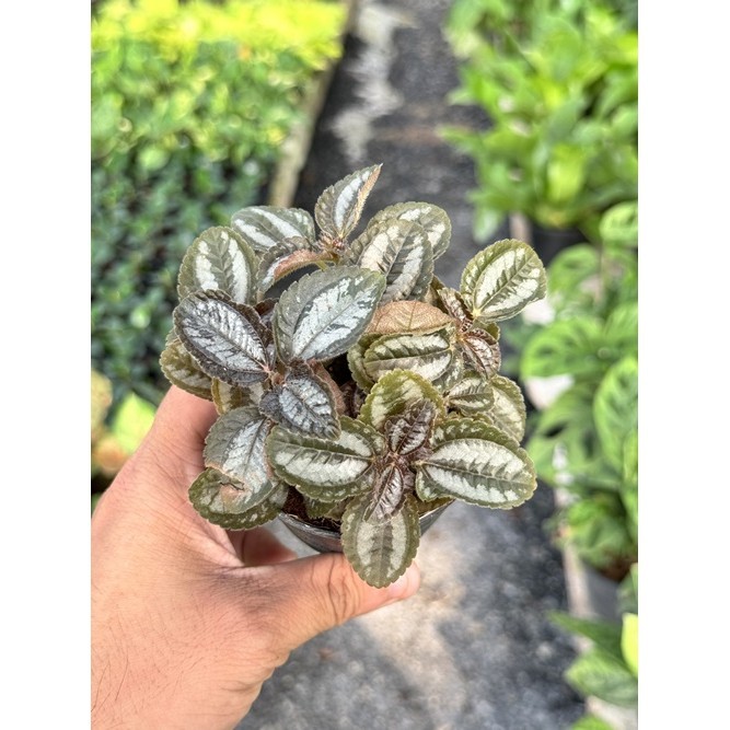 มุมมอง 2