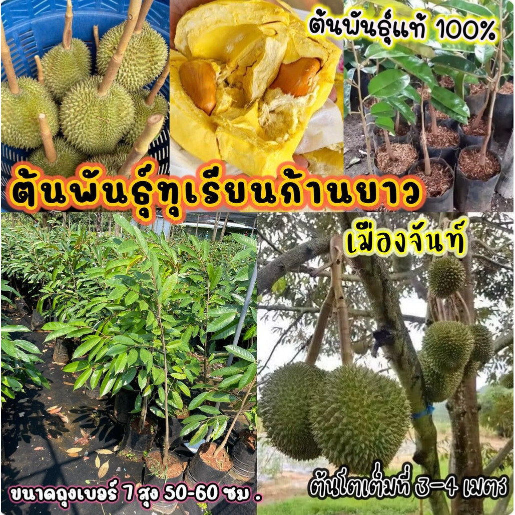 ต้นพันธุ์ทุเรียนก้านยาว เมืองจันท์  ปลูกง่ายโตไว  ปลูก 3-4  ปี  ติดผล ติดดอก  ต้นพันธุ์ถุงเบอร์ 7 ต้นสุง  50-60 ซม