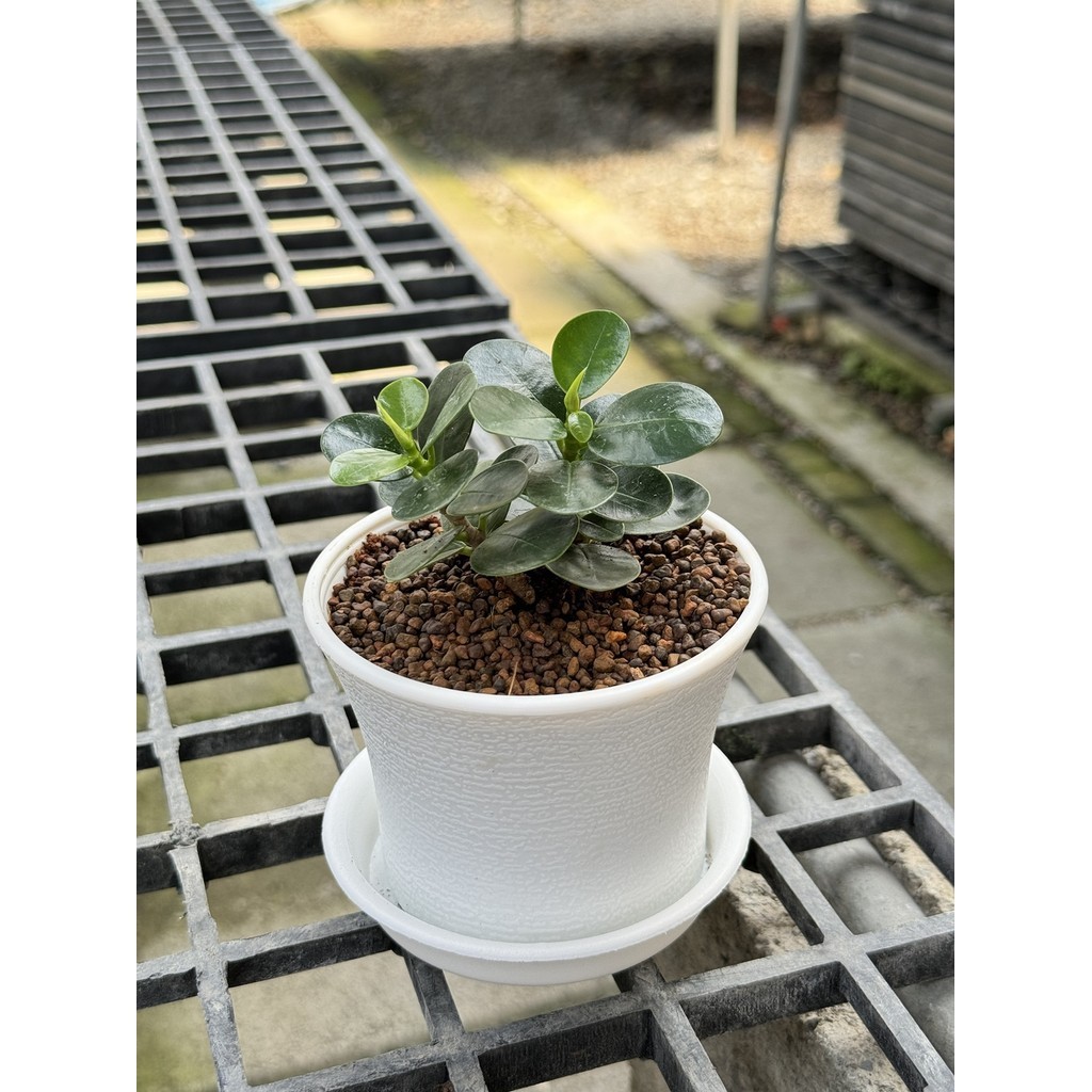 มุมมอง 3