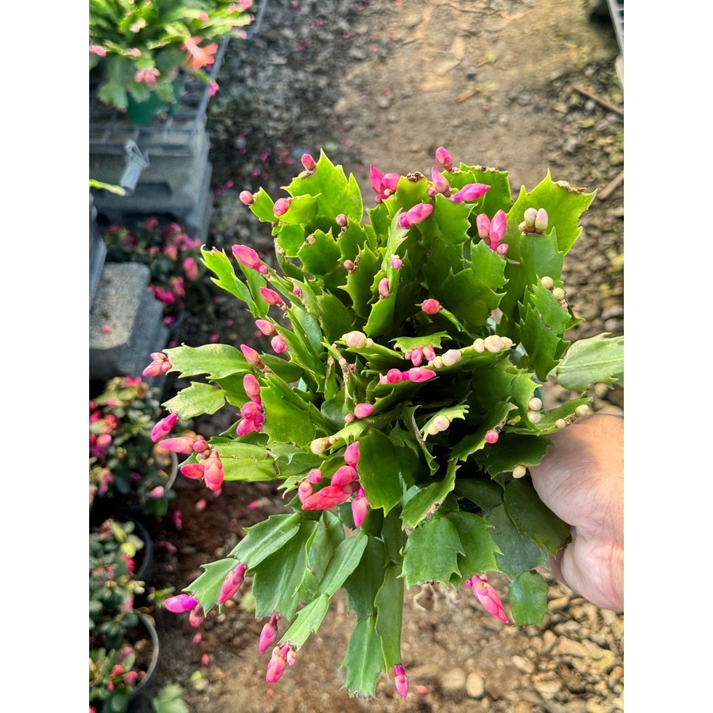 มุมมอง 2