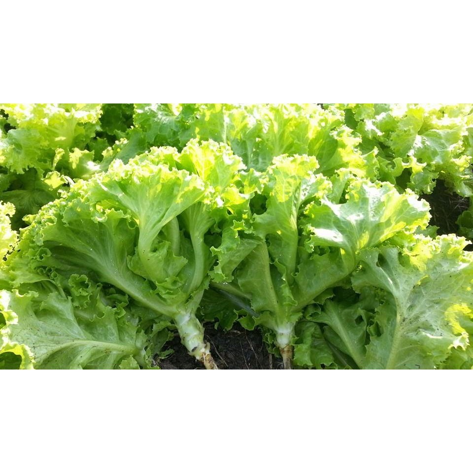 เมล็ดพันธุ์ ผักสลัด ผักกาดหอม ผักสวนครัว 600 เมล็ด มีคู่มือปลูก-PPOP SEEDS