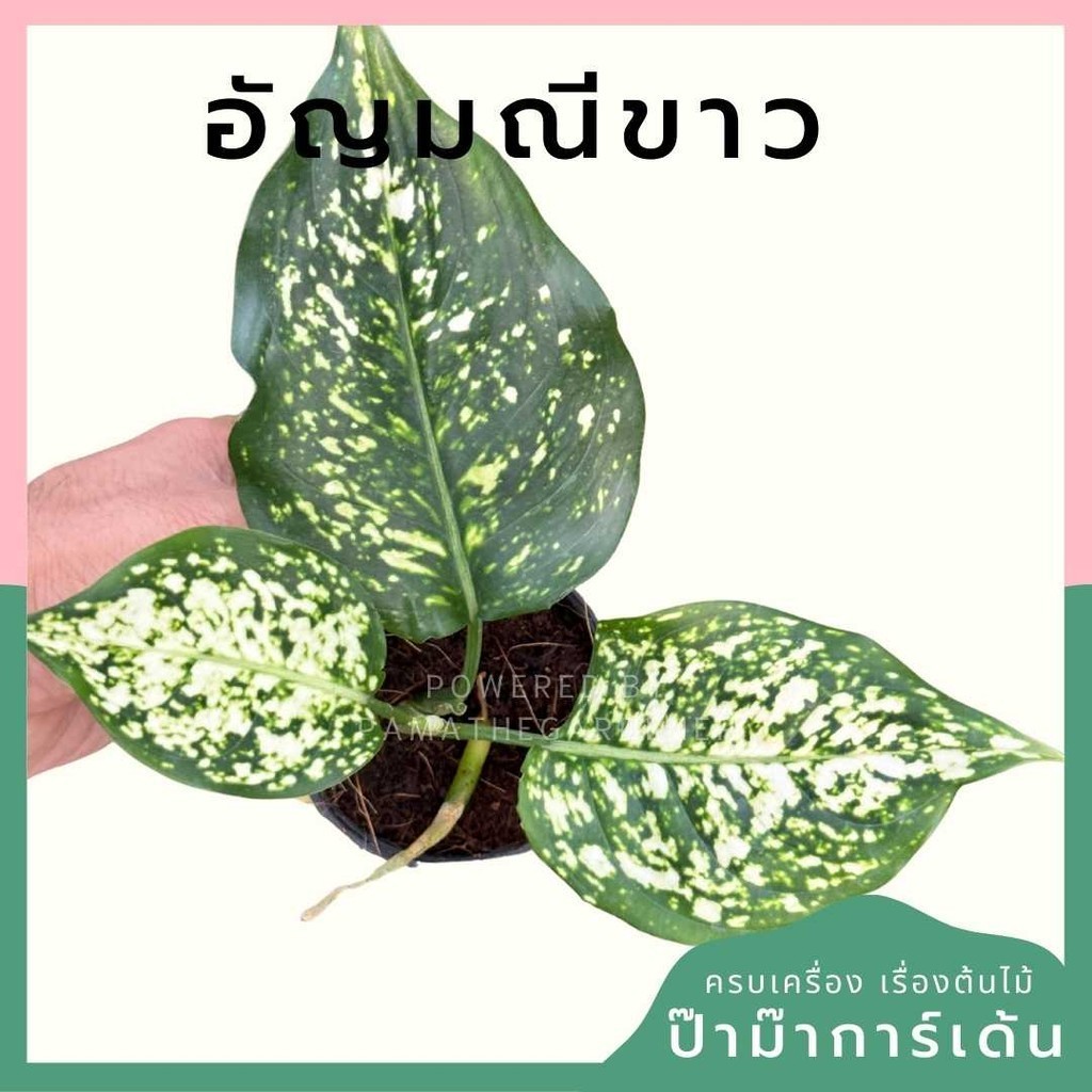 อัญมณีขาว กระถาง 3 นิ้ว