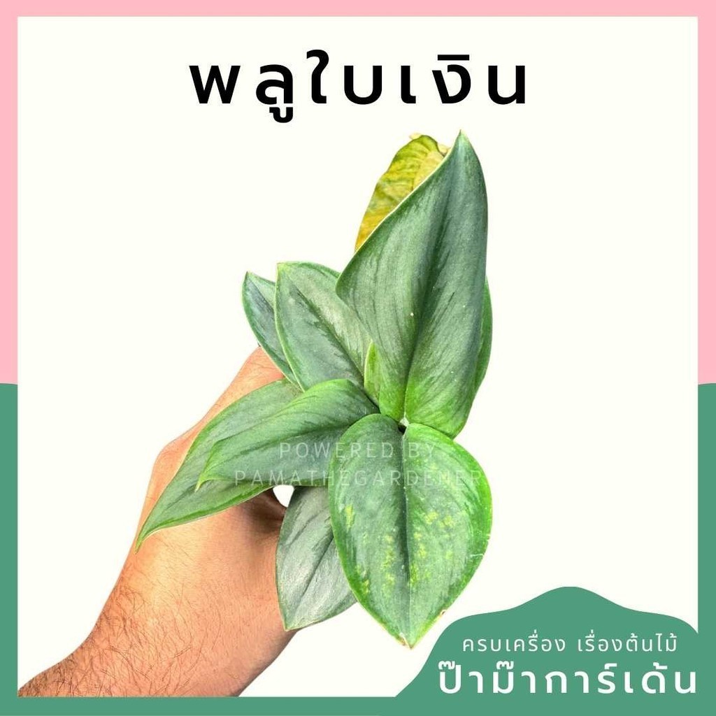 พลูใบเงิน พร้อมกระถาง 3 นิ้ว