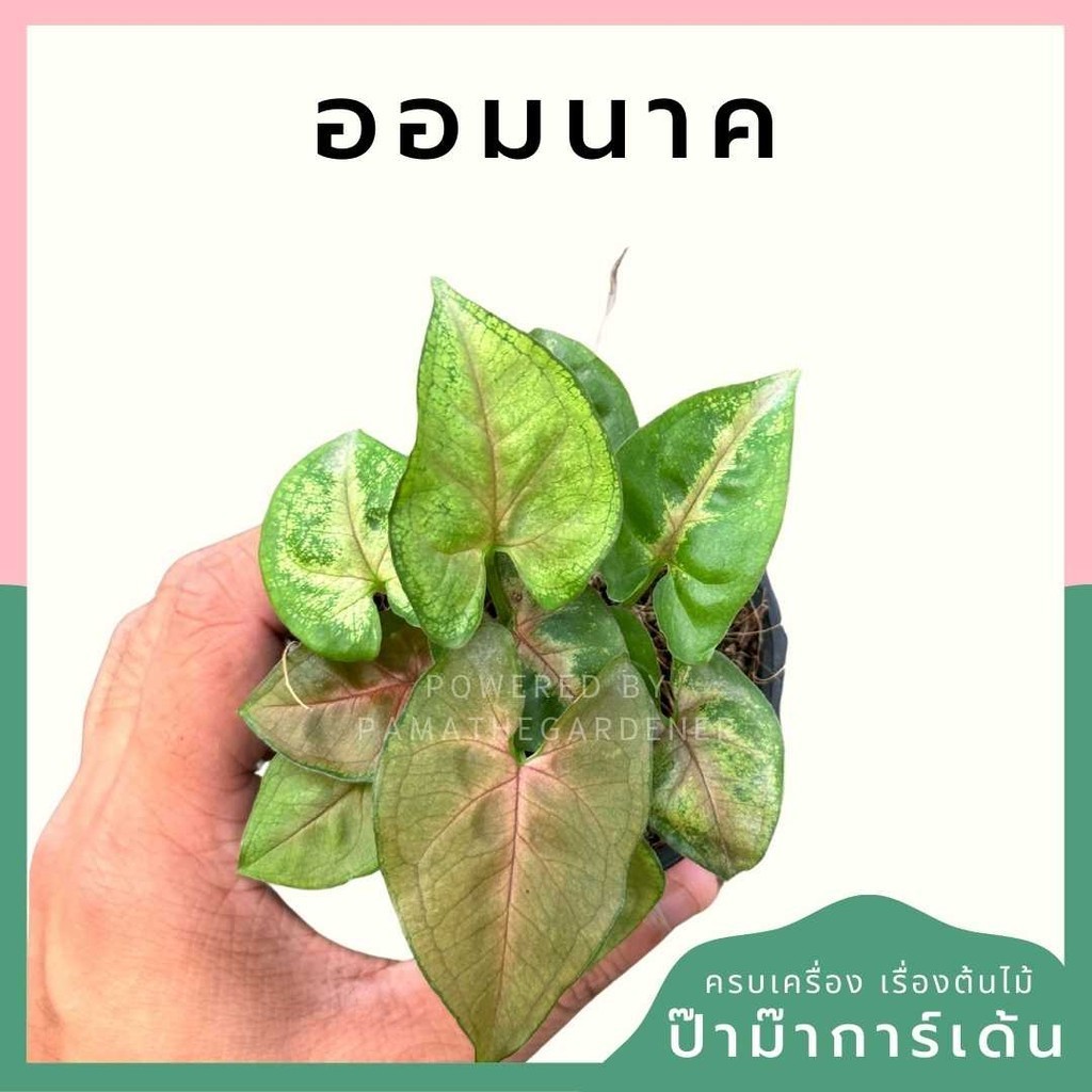 ออมนาค พร้อมกระถาง 3 นิ้ว