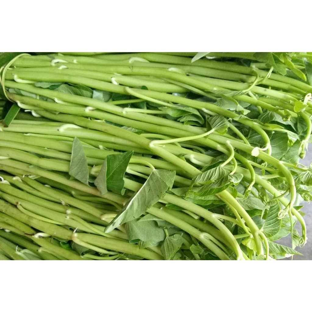 เมล็ดพันธุ์ ผักบุ้งเย็นตาโฟ ผักบุ้งแก้ว 100-200 เมล็ด มีคู่มือปลูก  [10 แถม 1 คละได้]