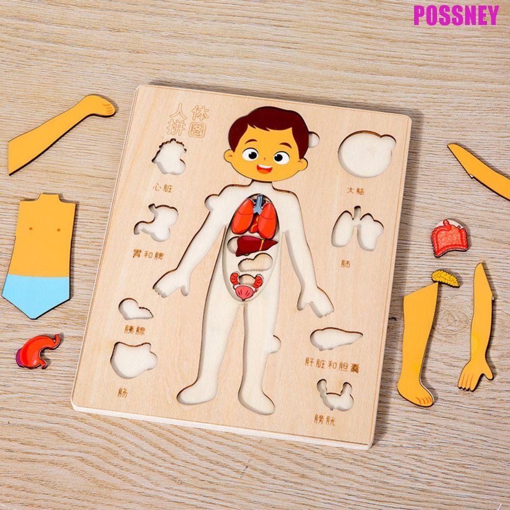 Possney ปริศนาร่างกายมนุษย์ไม้,ปฏิสัมพันธ์ระหว่างพ่อแม่และลูกชายหญิงปริศนาโครงสร้างร่างกาย,ต้นการศึกษากิจกรรมหลายชั้นกระดานยุ่งการศึกษากายวิภาคศาสตร์จิ๊กซอว์