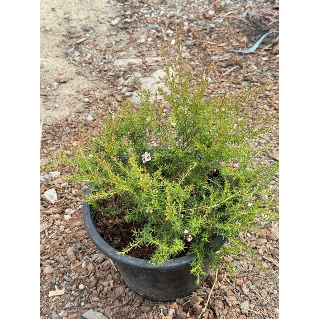 มุมมอง 2