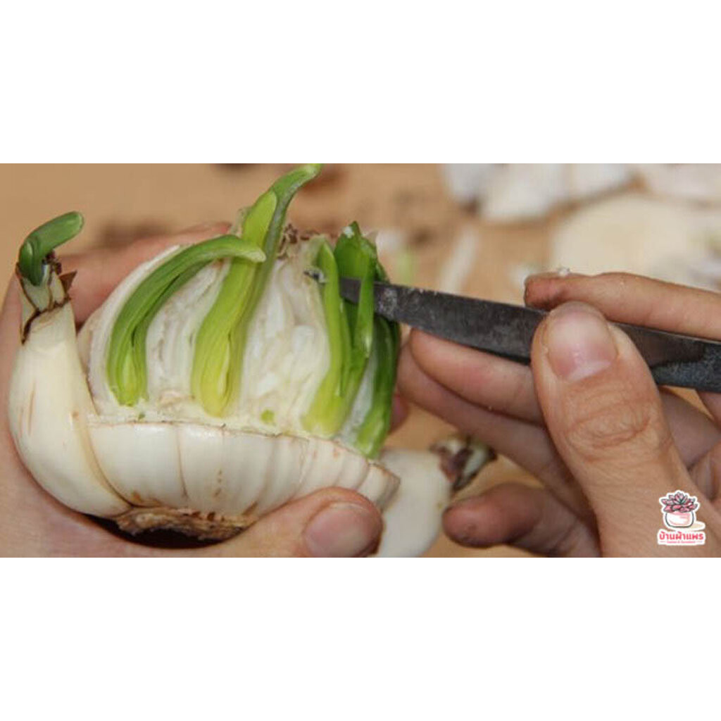 เซตมีดคว้านตอ แยกหน่อ ตัดแต่ง แคคตัส กระบองเพชร ไม้อวบน้ำ cactus&succulent - รูปที่ 4