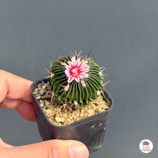 คลื่นสมอง Echinofossulocactus Multicostatus แคคตัส กระบองเพชร cactus&succulent