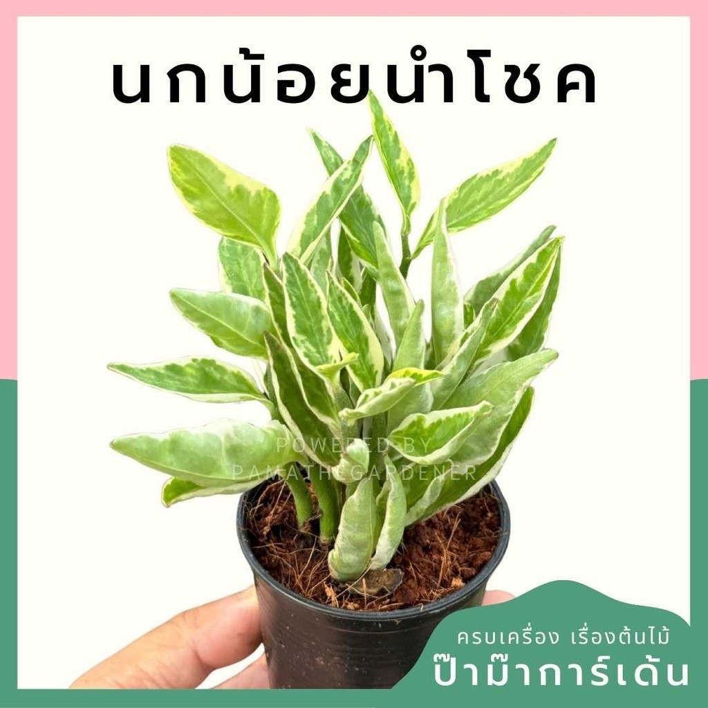 นกน้อยนำโชค พร้อมกระถาง 3 นิ้ว