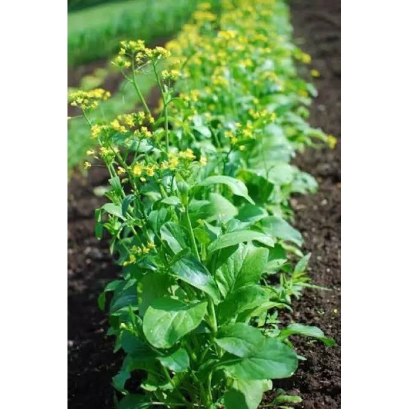เมล็ดกวางตุ้งดอก อย่างดี 300-1000 เมล็ดปลูกง่ายโตเร็ว มีคู่มือปลูก [ซื้อ10 เเถม 1 คละได้]