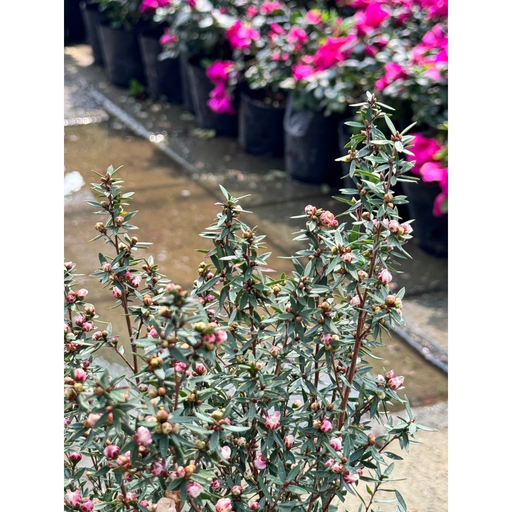 มุมมอง 3